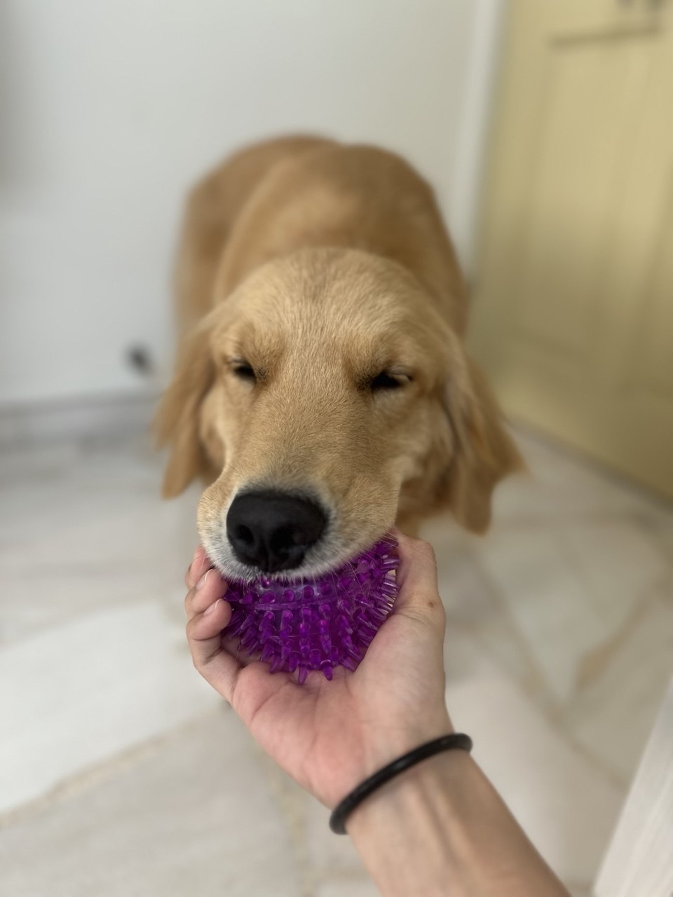 Golden dog gently holding a purple grooming toy