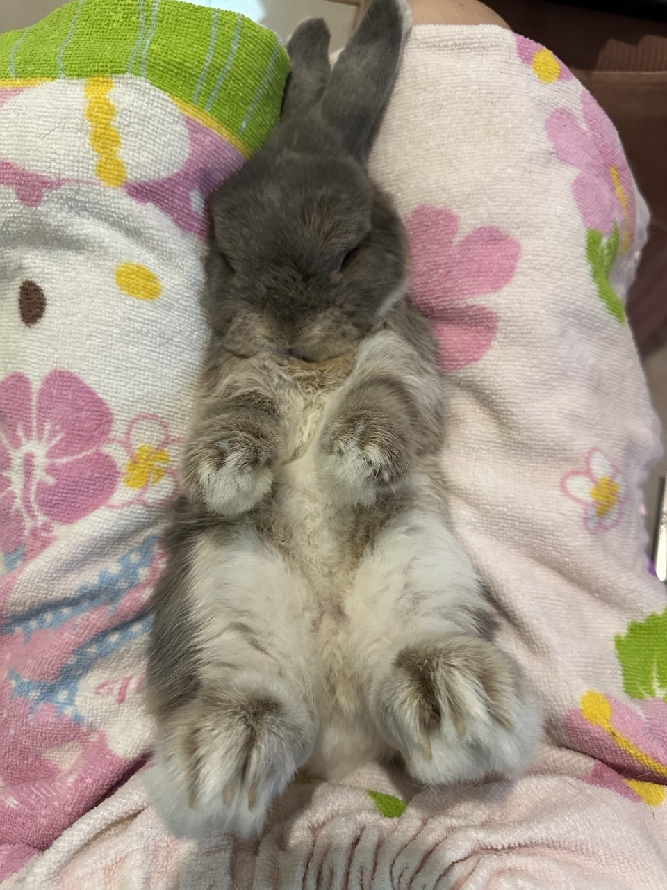 Rabbit resting calmly on a towel after grooming