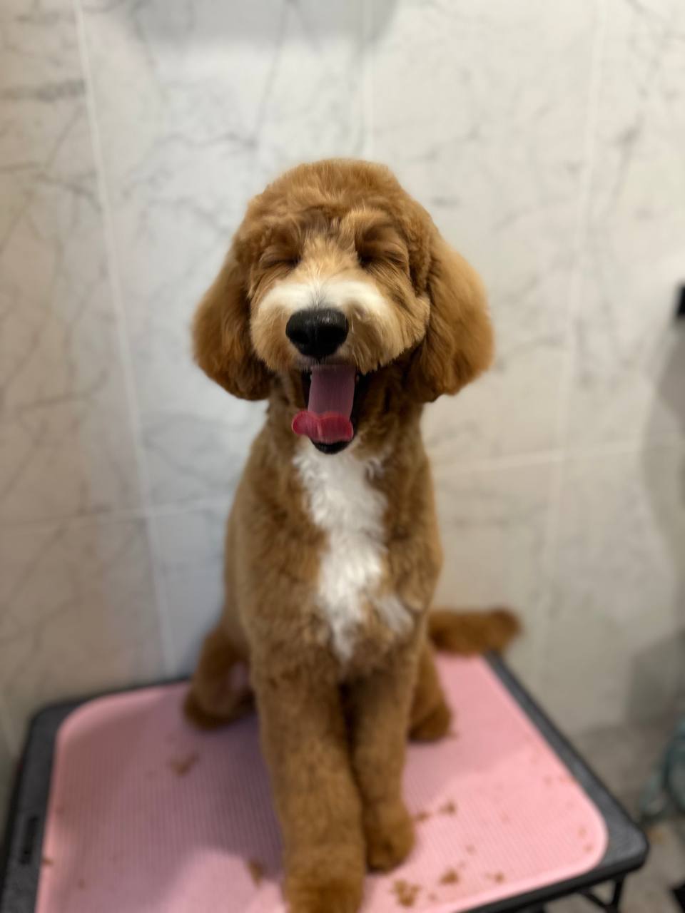 Freshly groomed brown dog sitting on a grooming table